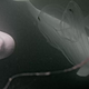 Two Belugas on the cam with a Common Northern Comb jellyfish beside them.
